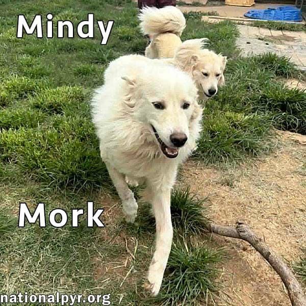 Mork  Mindy In Tn - Super Affectionate Duo - Great Pyrenees