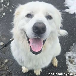 Gus In Nj - Devoted Guardian Angel image 1
