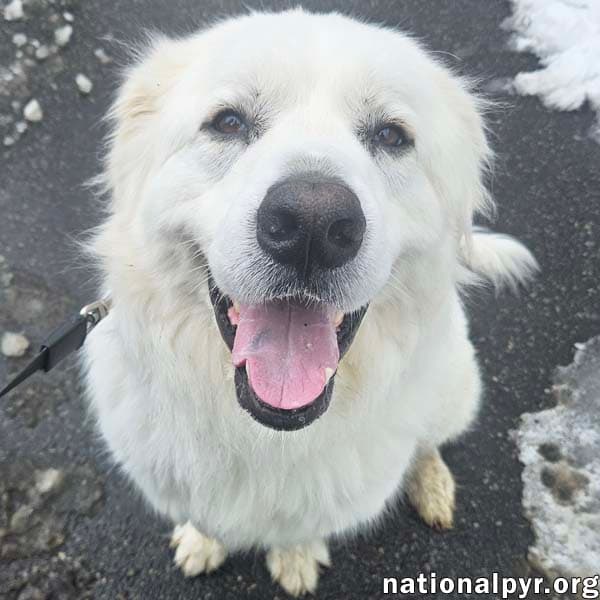 Gus In Nj - Devoted Guardian Angel - Great Pyrenees