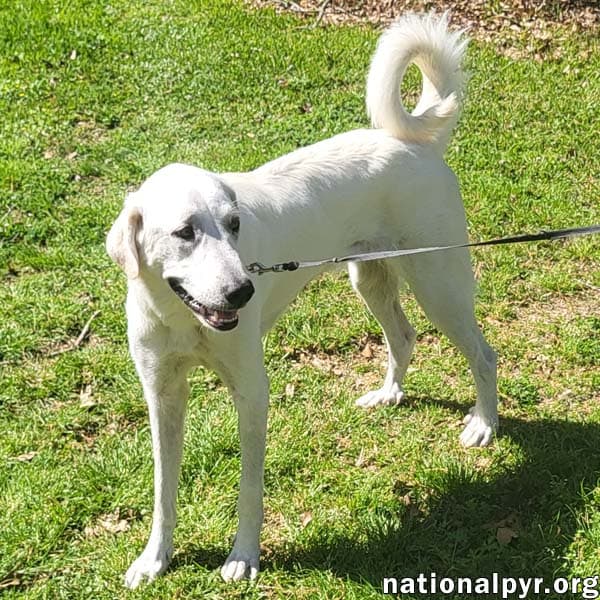 Lady In La - Sweet Sassy  Playful - Great Pyrenees