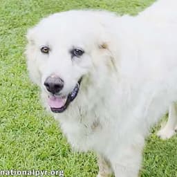 James In Al - Gives Boops For Attention image 1