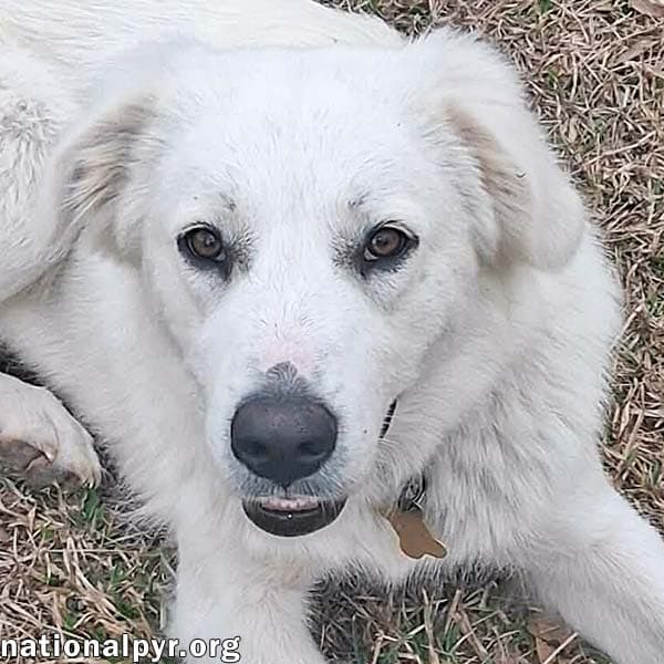 Johanna In La - An Adventure-Seeker - Great Pyrenees