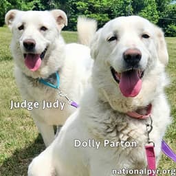 Judge Judy  Dolly Parton In Ky - A Fun Duo image 1