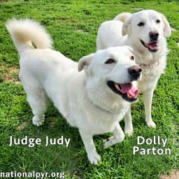 Judge Judy  Dolly Parton In Ky - A Fun Duo image 2