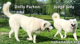 Judge Judy  Dolly Parton In Ky - A Fun Duo image 3