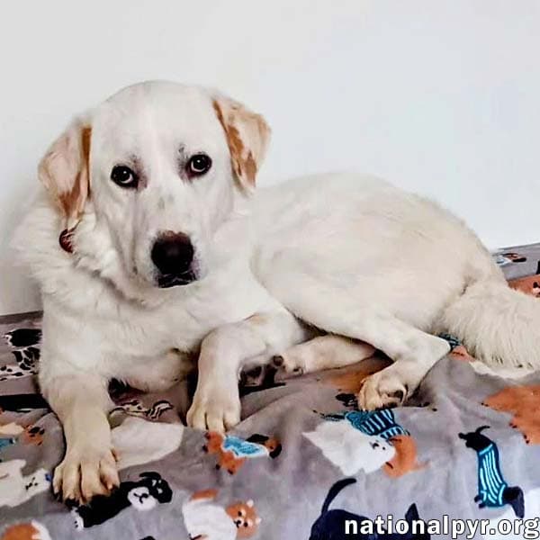 Charlie In Va - Sweet  Snuggly Pocket Pyr - Great Pyrenees