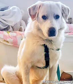 Charlie In Va - Sweet  Snuggly Pocket Pyr image 2