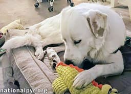 Charlie In Va - Sweet  Snuggly Pocket Pyr image 3