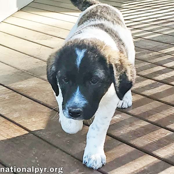 Cheddar In Ky - Confident Playful  Entertaining - Great Pyrenees