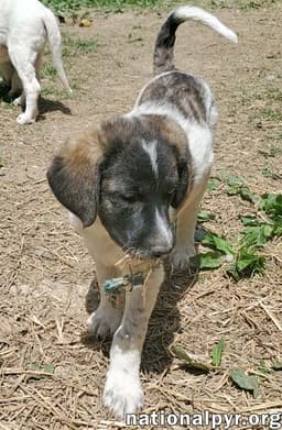 Cheddar In Ky - Confident Playful  Entertaining image 3