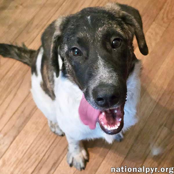 Cheddar In Ky - Confident Playful  Entertaining - Great Pyrenees