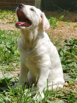 Onion In Ky - Laid-Back  Easy-Going Pup image 2