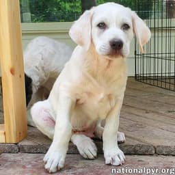 Onion In Ky - Laid-Back  Easy-Going Pup image 1