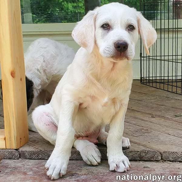 Onion In Ky - Laid-Back  Easy-Going Pup - Great Pyrenees
