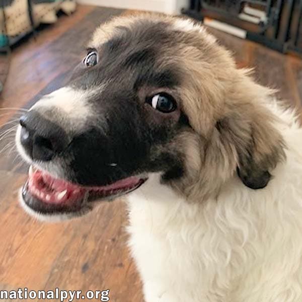 Potato In Ky - Loves Long Belly Rubs - Great Pyrenees