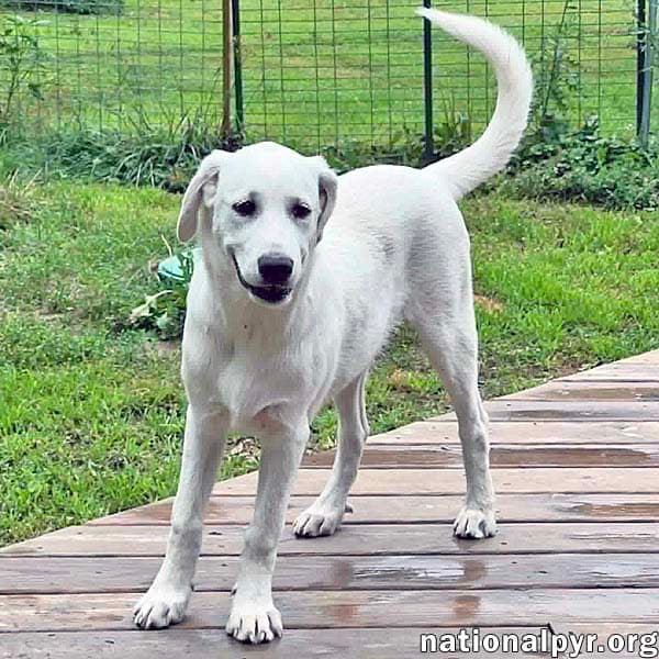 Fettuccine In Oh - Incredibly Inquisitive - Great Pyrenees