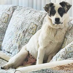 Libby In Oh - The Sweetest Young Pup There Is image 1