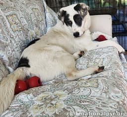 Libby In Oh - The Sweetest Young Pup There Is image 3