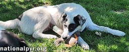 Libby In Oh - The Sweetest Young Pup There Is image 2