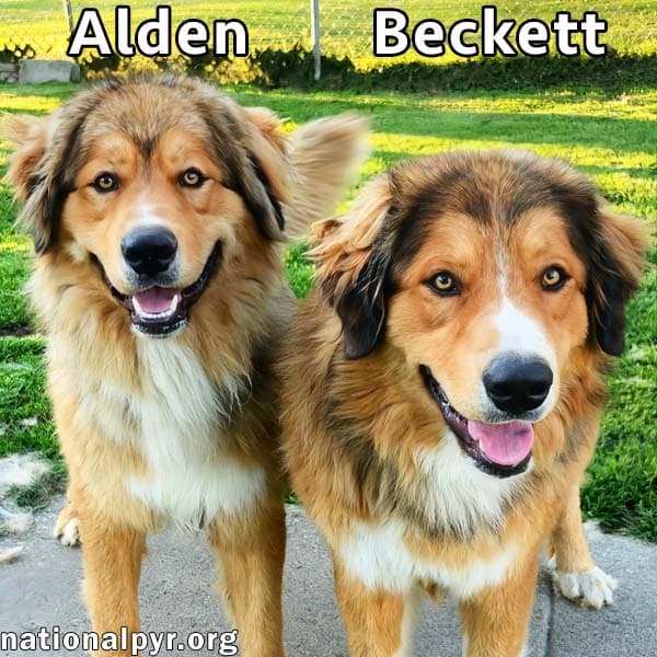 Alden  Beckett In Ky - Double The Love - Great Pyrenees