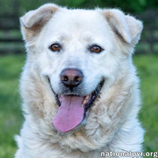 Hannah In Tn - Sweet And Loving - Great Pyrenees
