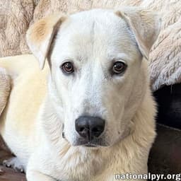 Biscuit In Fl - Gentle Quiet  Courageous image 1