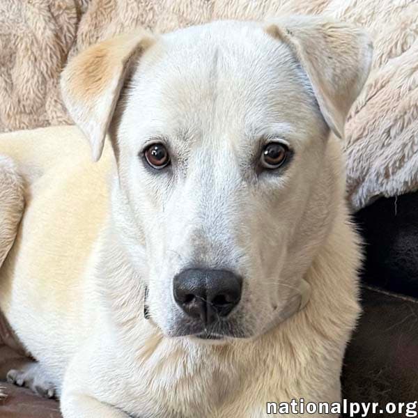Biscuit In Fl - Gentle Quiet  Courageous - Great Pyrenees