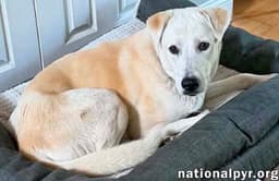 Biscuit In Fl - Gentle Quiet  Courageous image 2