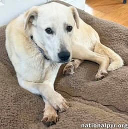 Biscuit In Fl - Gentle Quiet  Courageous image 3