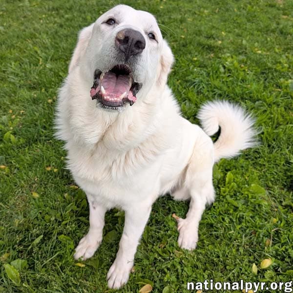 Fluffy In Oh - Gives Big Toothy Smiles - Great Pyrenees
