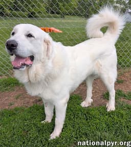 Fluffy In Oh - Gives Big Toothy Smiles image 2