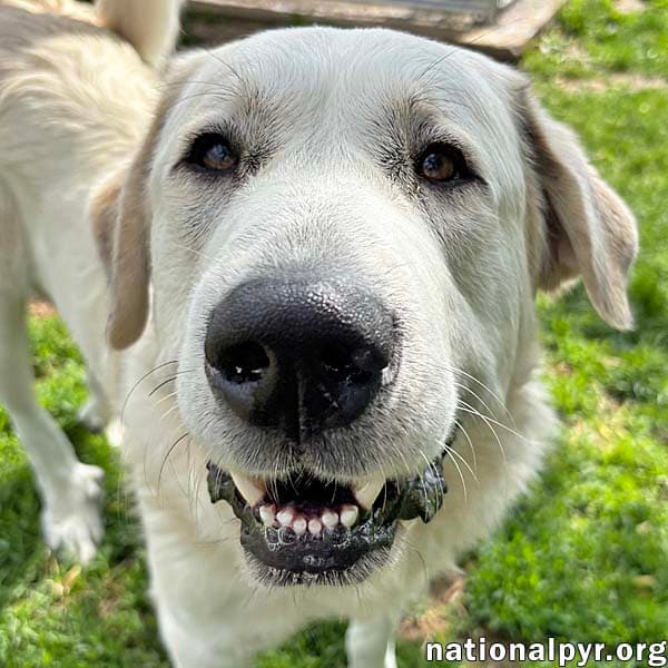 Spot In Oh - Laid-Back Giant - Great Pyrenees