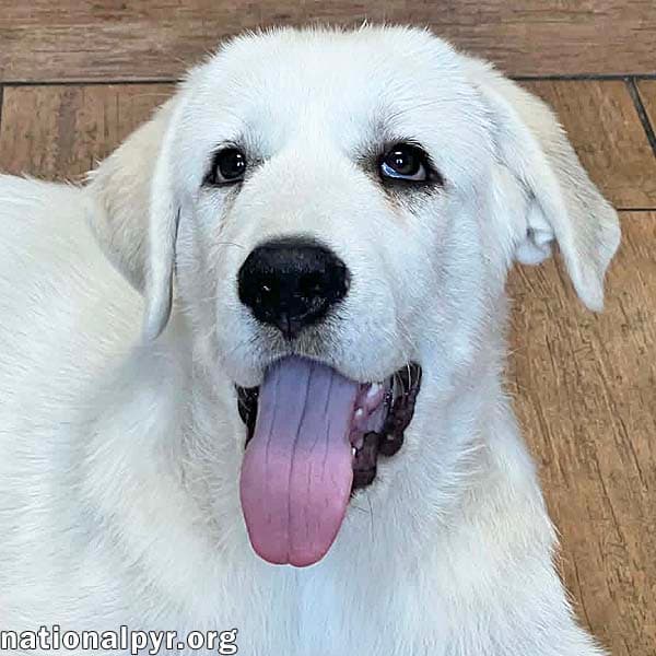 Shulker In Oh - Confident  People-Loving - Great Pyrenees