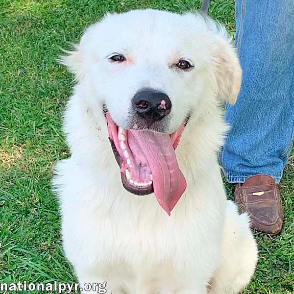 Filmore In Ky - Loves Splashing In The Water - Great Pyrenees