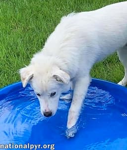 Filmore In Ky - Loves Splashing In The Water image 3