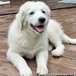 Ori In Oh - Brave  Big-Hearted image 1