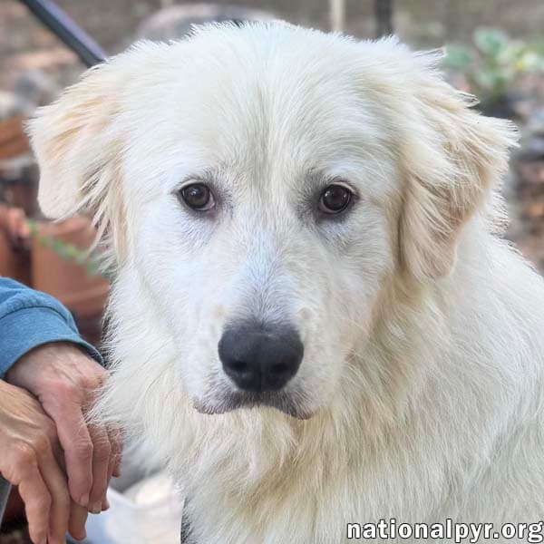 Baymax In Ga - Adores Attention - Great Pyrenees