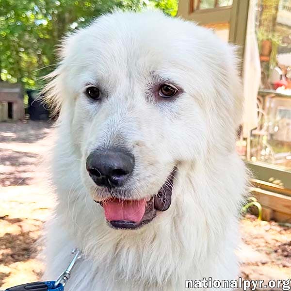 Baymax In Ga - Adores Attention - Great Pyrenees