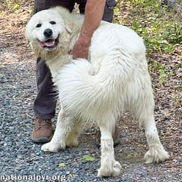 Red The White Dog In Nj - Eager-To-Please Sweetie image 1