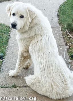 Red The White Dog In Nj - Eager-To-Please Sweetie image 2