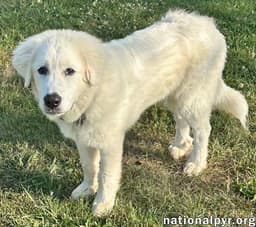 Red The White Dog In Nj - Eager-To-Please Sweetie image 3