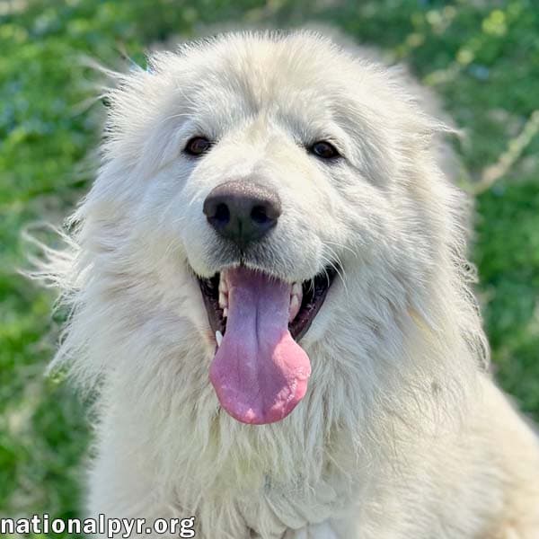 Pearl In Va - Happy Smart Loving  Goofy - Great Pyrenees