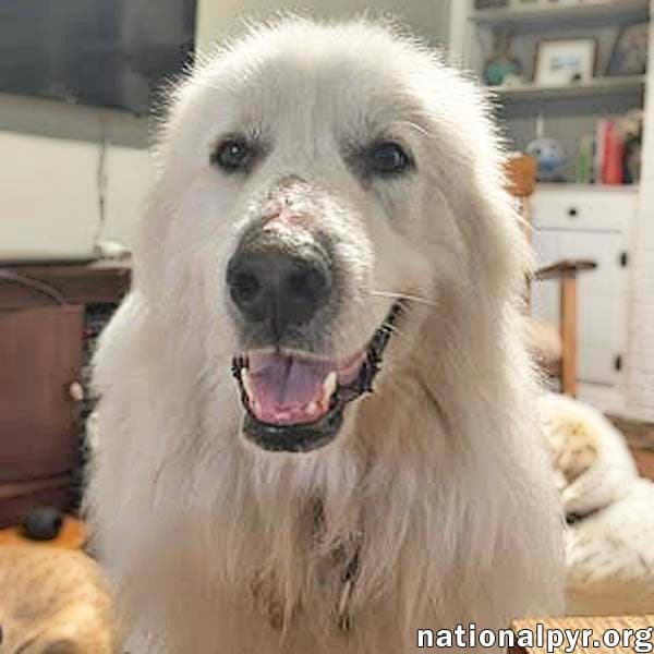 Shiloh In Sc - A Velcro Lap Dog - Great Pyrenees