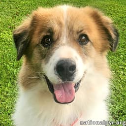 Runt In Ky - Walks Great On Leash image 1