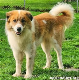 Runt In Ky - Walks Great On Leash image 2