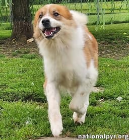 Runt In Ky - Walks Great On Leash image 3