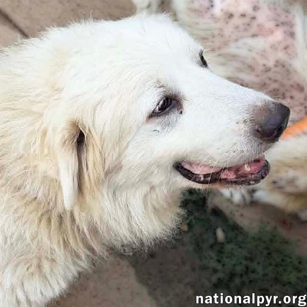 Petunia In Tn - A Chill Old Lady - Great Pyrenees
