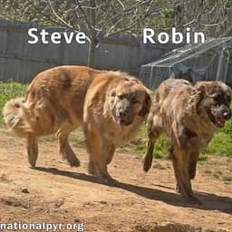 Steve  Robin In Tn - Love Belly Rubs image 1