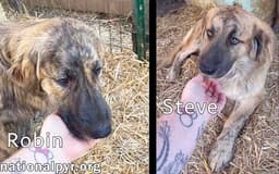 Steve  Robin In Tn - Love Belly Rubs image 2