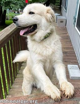 Merida In Ga - Sweet  Playful image 2